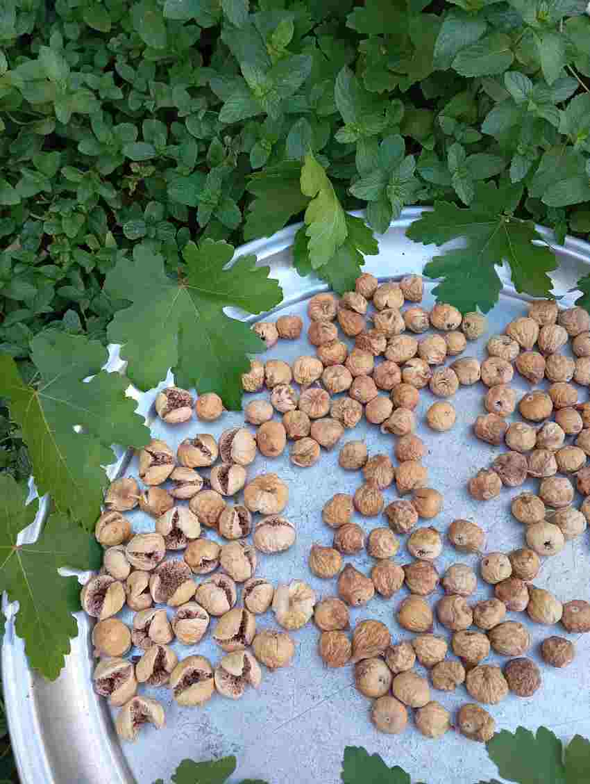 انجیر خشک محلی ریز + طلایی و خوش‌ رنگ